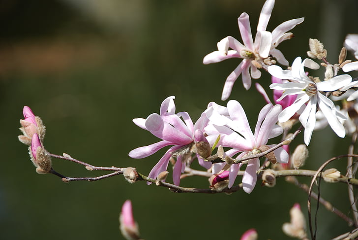 Magnolia, lilled, Bud, roosa, kevadel