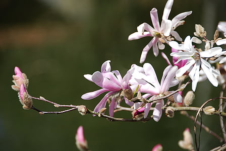 Magnolia, blommor, knopp, Rosa, våren
