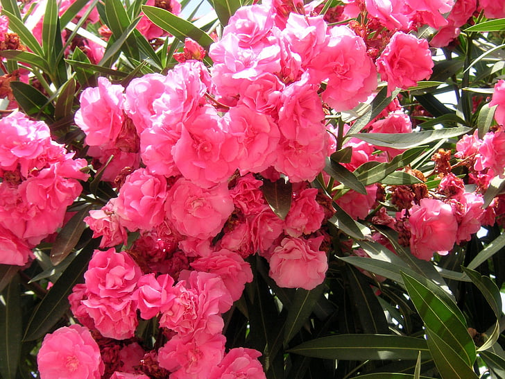 oleander, pink, flowers, blossom, bloom, mediterranean