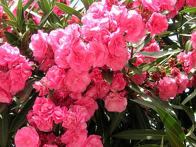 Oleander, rózsaszín, virágok, Blossom, Bloom, mediterrán