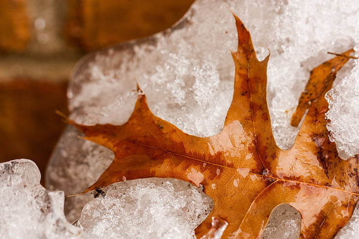 frozen, leaf, snow, brown, winter, nature, oak