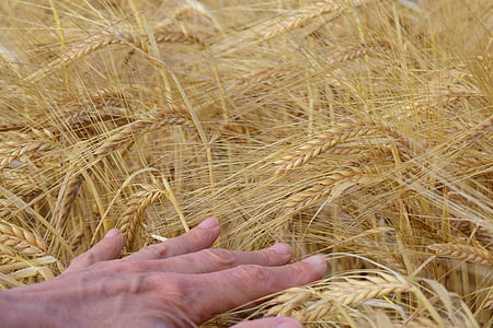 barley, barley field, hand, cereals, spike, agriculture, field
