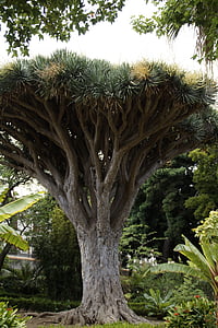 Dracaena MARGINATA, strom, Tenerife, datľovník Dracaena MARGINATA, Dracaena draco, Dracaena, kmeň