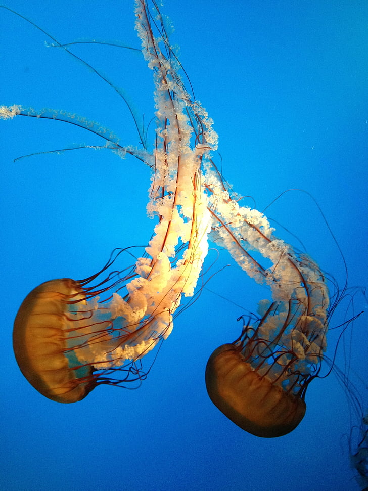 Medúza, akvárium, volně žijící zvířata, vodní, pod vodou