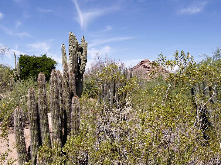 Arizona, desierto, cactus, plantas, caliente, seco, paisaje