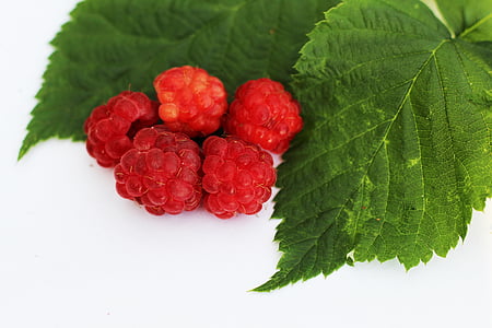 raspberry, foliage, fruit, freshness, food, ripe, leaf