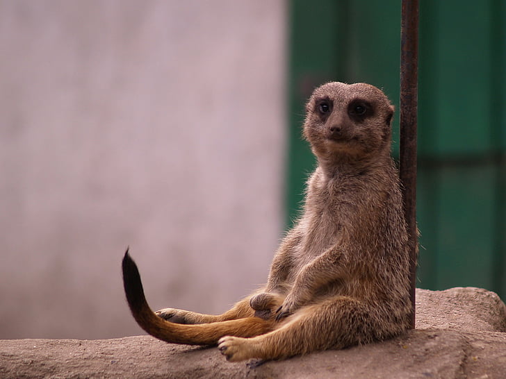 meerkats, animals, rest