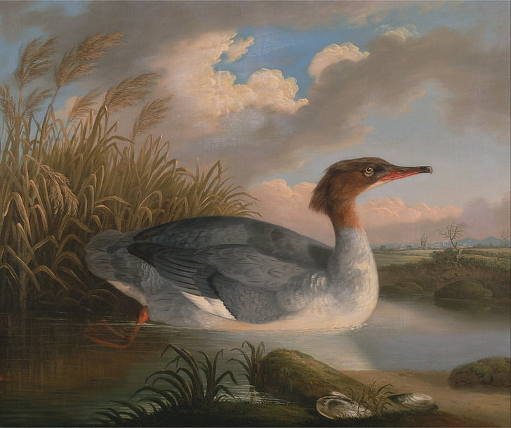 robert padley, art, painting, oil on canvas, duck, portrait, water