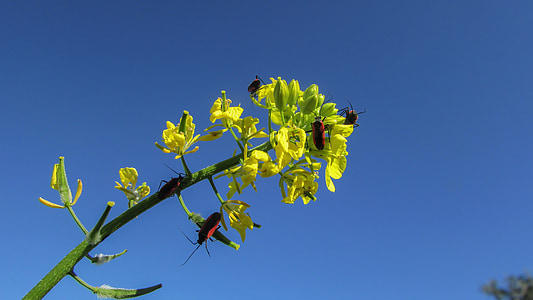 escarabats, treballant, insecte, fauna, natura, flor, groc