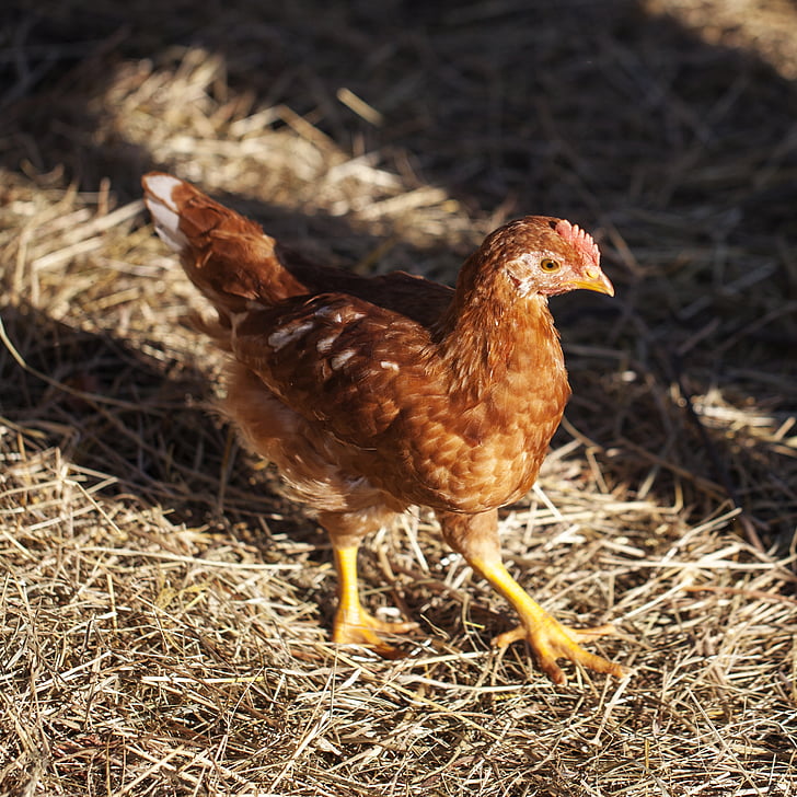 το κοτόπουλο, νέους κότες, άχυρο, κατοικίδιο ζώο, οικονομία, αγρόκτημα