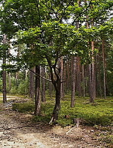 Oak, skogen, träd, träd, skogsväg, koner, blåbär