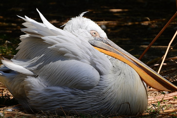 Pelican, pena, aves aquáticas, o zoológico de Praga