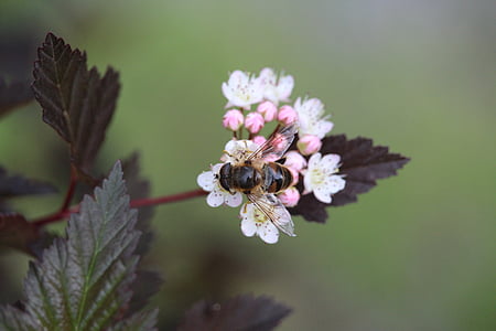 bee, blossom, bloom, plant, insect, nature, pollination