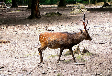 hirsch, red deer, enclosure, antler carrier, wildlife park, roe deer, flock