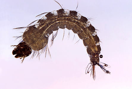 moustique femelle, Anopheles, insecte, transmet le paludisme ou malaria, parasitose, parasite, Plasmodium