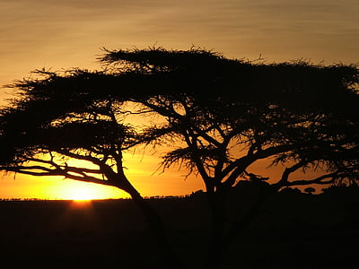 spring, africa, dawn, sunset, nature, silhouette, dusk