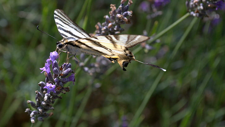 butterfly, lavender, insects, flowers, garden