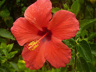 ハイビスカス, 花, 赤, 工場, ガーデン, エキゾチックです, 西インド諸島