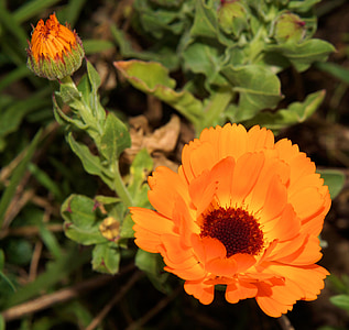 Gerbera, lilled, taim, suvel, Värviline, Kaunis, Flora graafika orange