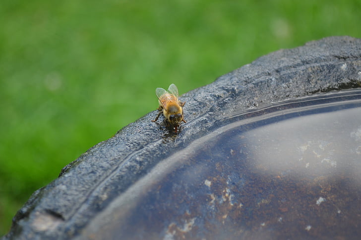Honeybee, drikke, insekt, Buckfast, Golden bee, vann, Bee