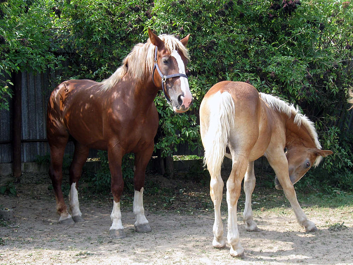 horse, mare, a foal, koník, chick, feeding