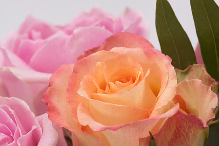 rosa, bouquet, fiore, materiali compositi, primavera, natura, pianta