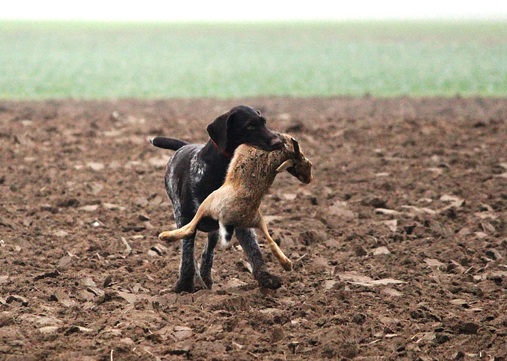 dog, wirehaired, hunting, race, animal, hare, field