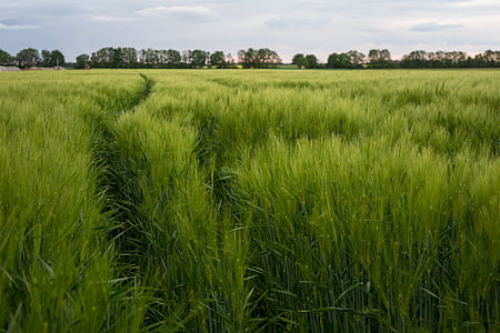 polje kukuruza, polje, zelena, Poljoprivreda, priroda, zrno, žitarice