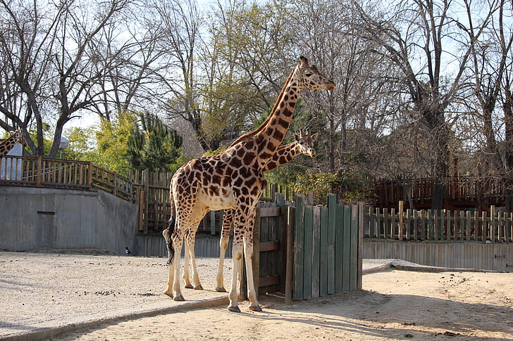 girafa, animal, jardim zoológico, mamífero, África, vida selvagem, animais do Safari