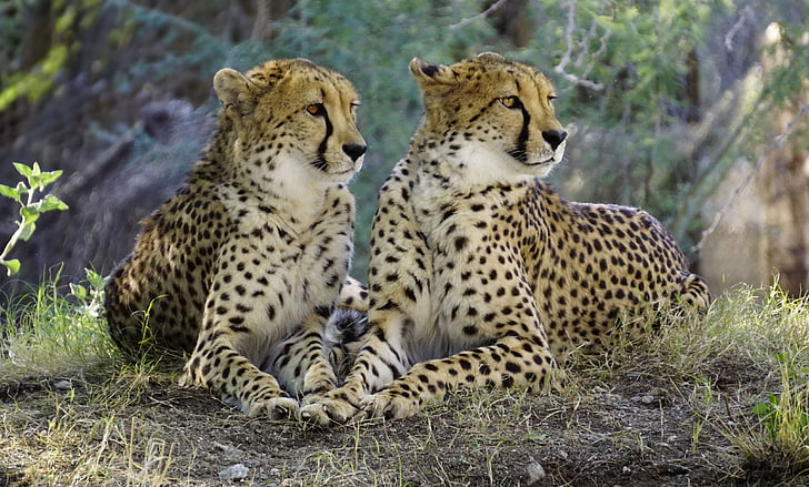 Cheetah, natuur, dieren in het wild, kat, dieren in het wild, dier wildlife, dierlijke thema 's