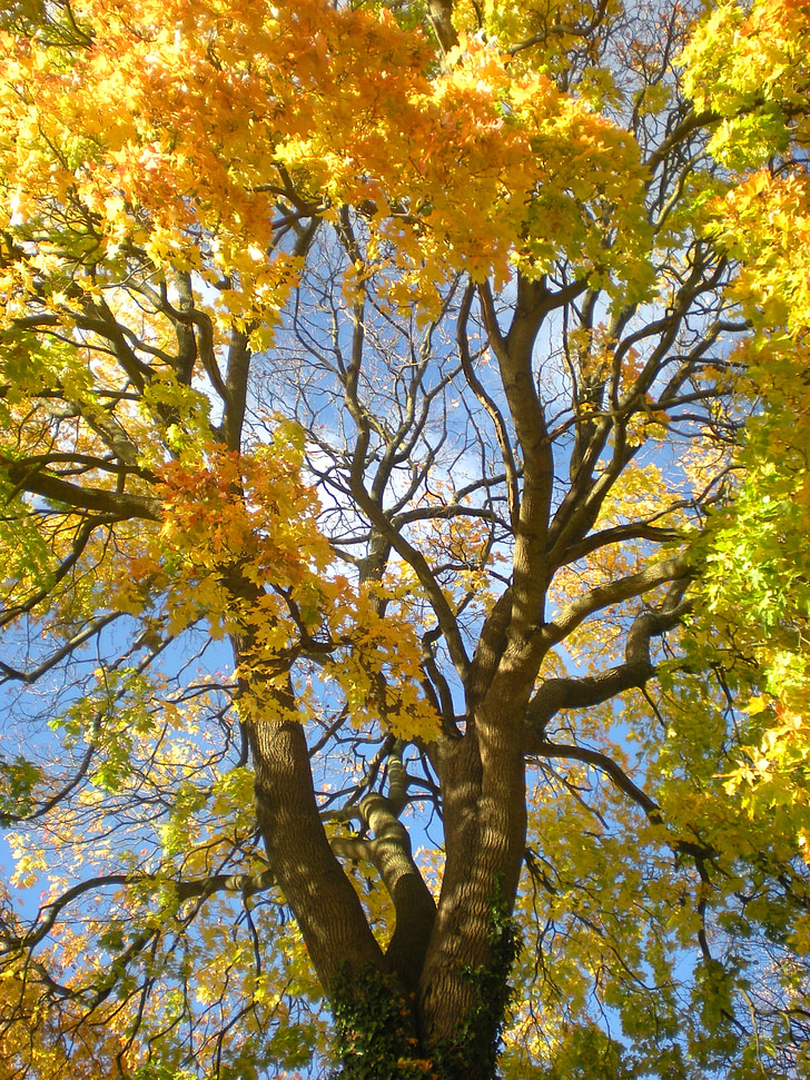 Outono, amarelo, laranja, Maple, árvore, tanto, Södermalm