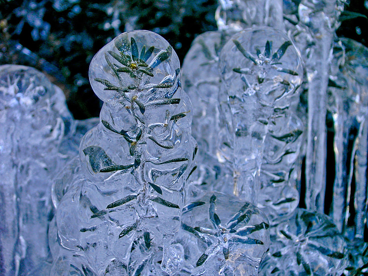 thực vật, mùa đông, Thiên nhiên, zing, băng, Tổng thống Bush, lạnh