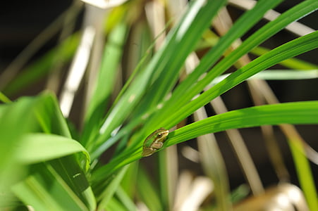 žalia medvarlė, maža žalia varlė, palmės lapas, žalia varlė, palmės lapas, kūdikis žalia varlė, palmės lapas, varlės slepiasi palmės lapas, maža žalia medvarlė, palmės lapas