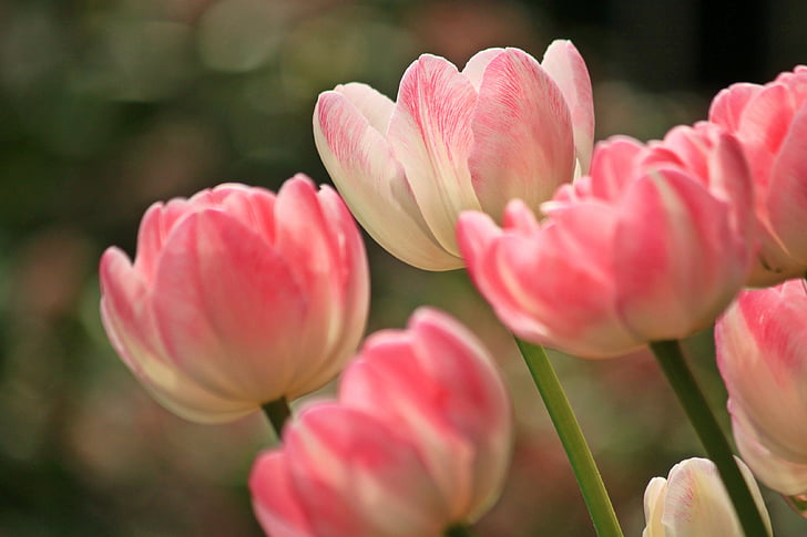 tulipanes, flores, primavera, planta, flora, naturaleza, cerrar