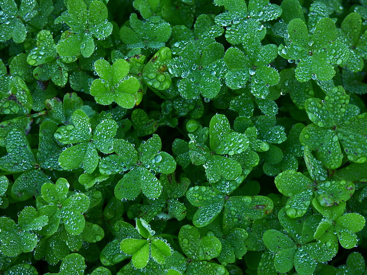 clover, garden, green, water, drops, fresh, green color