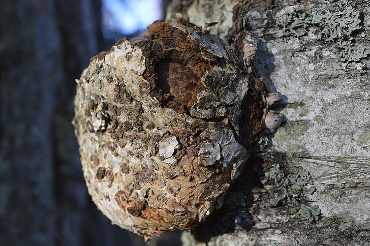 gnarl, βετούλης (σημύδας), κορμό δέντρου