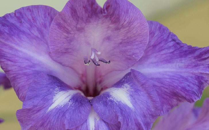 Iris, kwiat, liliowy, Natura