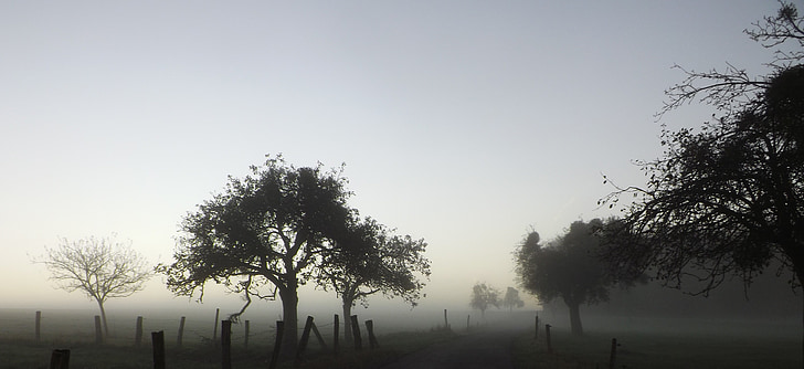 ομίχλη, Νοέμβριος, δέντρο, τοπίο, φύση, το φθινόπωρο, άχρωμο
