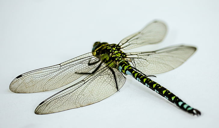 insekt, Dragonfly, Luk, makro, Wing, Demoiselle, isoleret