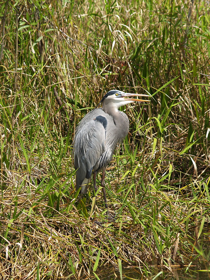 juvenile great blue heron, bird, wildlife, everglades, swamp, florida, fishing
