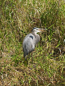 juvenil great blue heron, pássaro, vida selvagem, Everglades, pântano, Florida, pesca