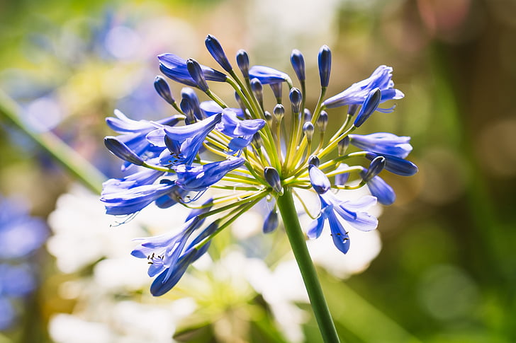 Agapanthus, Amarilliszfélék, kék, lily ékszerek kék, virág, Kék virág, Blossom