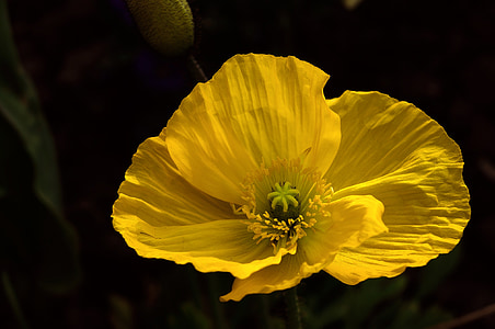 poppy, yellow, macro, flower, nature, sunny, petal