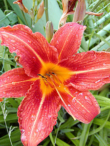 blomma, Lily, trädgård, röd orange, droppar, dagg
