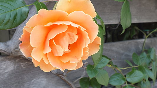 Роза, оранжевый, Цветы, Весна, Природа, завод, Лепесток