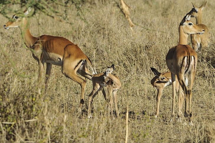 Impala, betande, Savannah, antilop, Serengeti, spädbarn, unga
