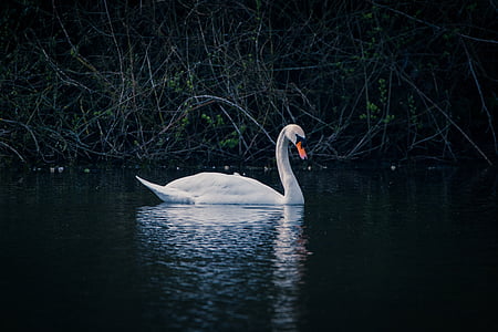 swan, water bird, swim, lake, pond, water, waters