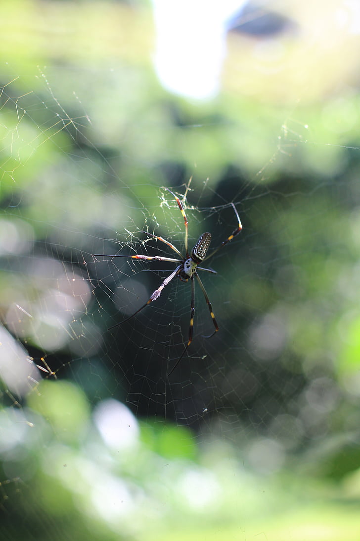 spider, nature, web, green, animal, scary, spider web