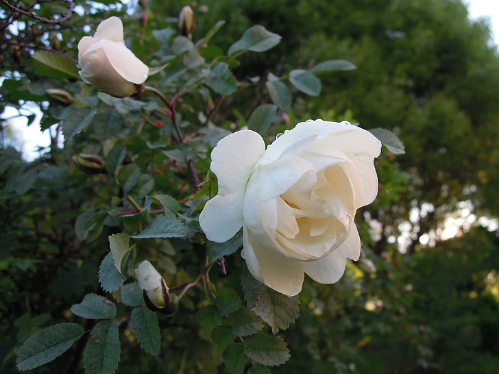Rosa, l'estiu, Rosa, flor, flor rosa, natura, planta de jardí