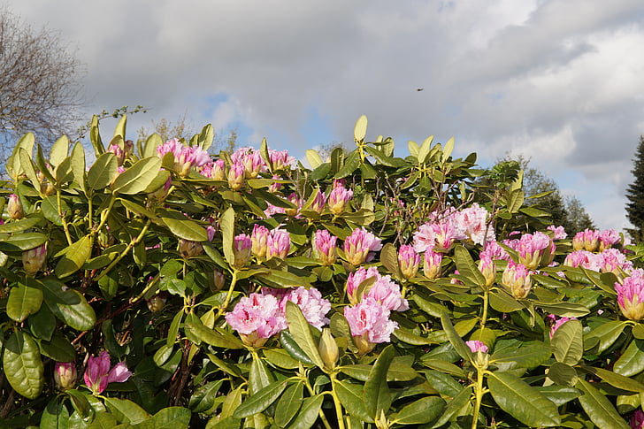 rododendronok, Bush, virágok, rózsaszín, pályázat, frühlingsanfang